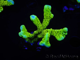 WYSIWYG - CB Incredible Hulk Montipora 5L3