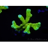 WYSIWYG - CB Incredible Hulk Montipora 5L3