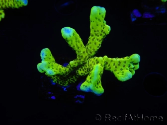 WYSIWYG - CB Incredible Hulk Montipora 5L3