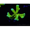 WYSIWYG - CB Incredible Hulk Montipora 5L3