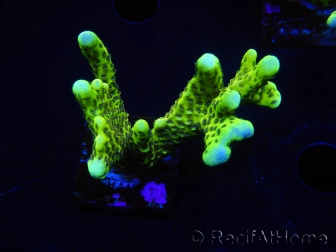 WYSIWYG - CB Incredible Hulk Montipora 5L4