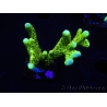 WYSIWYG - CB Incredible Hulk Montipora 5L4