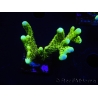 WYSIWYG - CB Incredible Hulk Montipora 5L4