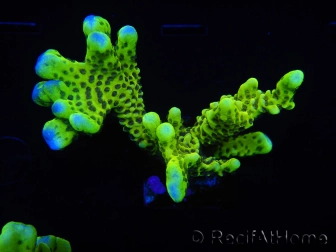 WYSIWYG - CB Incredible Hulk Montipora 5L5