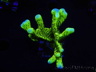 WYSIWYG - CB Incredible Hulk Montipora 5L6