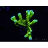 WYSIWYG - CB Incredible Hulk Montipora 5L6