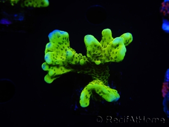 WYSIWYG - CB Incredible Hulk Montipora 5L7