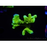 WYSIWYG - CB Incredible Hulk Montipora 5L7