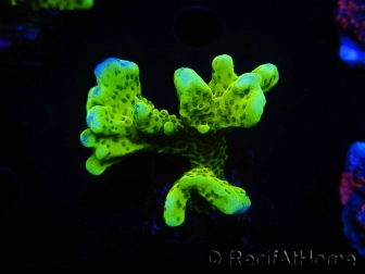 WYSIWYG - CB Incredible Hulk Montipora 5L7