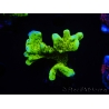 WYSIWYG - CB Incredible Hulk Montipora 5L7