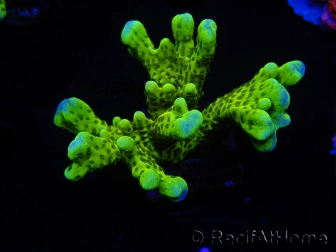 WYSIWYG - CB Incredible Hulk Montipora 5L8