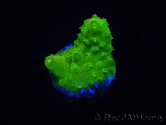 WYSIWYG RAH Toxic Green Acropora humilis 5P1