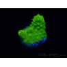 WYSIWYG RAH Toxic Green Acropora humilis 5P1