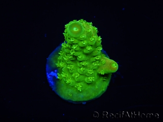 WYSIWYG RAH Toxic Green Acropora humilis  5P2