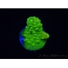 WYSIWYG RAH Toxic Green Acropora humilis  5P2