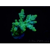 WYSIWYG RAH Acropora austera Yellow Tips 5G2