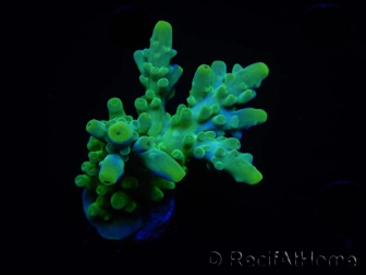 WYSIWYG RAH Acropora austera Yellow Tips 5G2