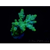 WYSIWYG RAH Acropora austera Yellow Tips 5G2