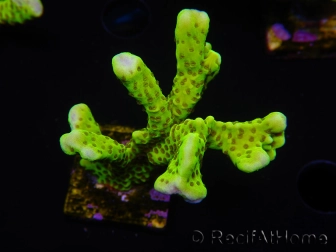 WYSIWYG - CB Incredible Hulk Montipora 5L3