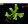 WYSIWYG - CB Incredible Hulk Montipora 5L3