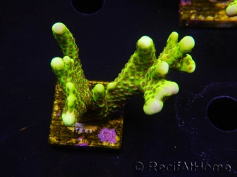 WYSIWYG - CB Incredible Hulk Montipora 5L4