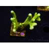 WYSIWYG - CB Incredible Hulk Montipora 5L4