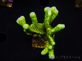 WYSIWYG - CB Incredible Hulk Montipora 5L6