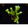 WYSIWYG - CB Incredible Hulk Montipora 5L6