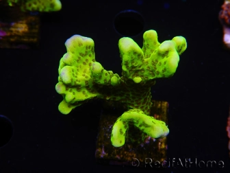 WYSIWYG - CB Incredible Hulk Montipora 5L7