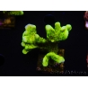 WYSIWYG - CB Incredible Hulk Montipora 5L7