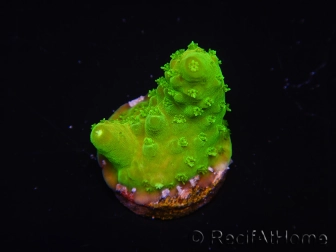 WYSIWYG RAH Toxic Green Acropora humilis 5P1