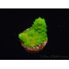 WYSIWYG RAH Toxic Green Acropora humilis 5P1