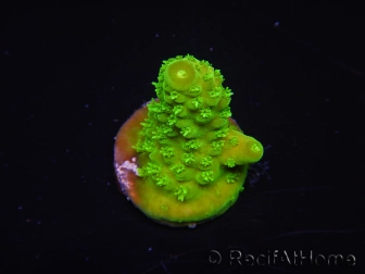 WYSIWYG RAH Toxic Green Acropora humilis  5P2