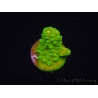 WYSIWYG RAH Toxic Green Acropora humilis  5P2