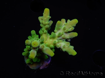 WYSIWYG RAH Acropora austera Yellow Tips 5G2