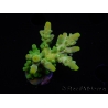 WYSIWYG RAH Acropora austera Yellow Tips 5G2