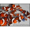 Amphiprion ocellaris poissons clowns 