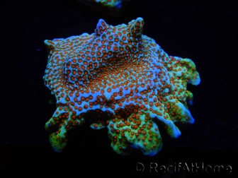 WYSIWYG Montipora Fire Forest 1Q2