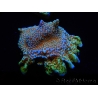 WYSIWYG Montipora Fire Forest 1Q2