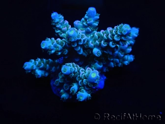 WYSIWYG Acropora millepora 15B1 Australie acclimaté led