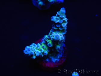 WYSIWYG Acropora spathulata 15B2 Mariculture acclimaté led