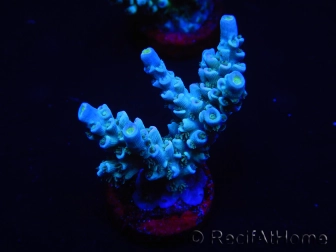 WYSIWYG Acropora millepora 15B3 Mariculture acclimaté led