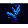 WYSIWYG Acropora millepora 15B3 Mariculture acclimaté led