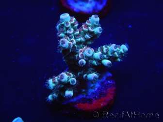 WYSIWYG Acropora 15C6 Australie acclimaté led