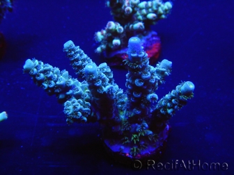 WYSIWYG Acropora 15C7 Mariculture acclimaté led