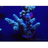 WYSIWYG Acropora 15C7 Mariculture acclimaté led