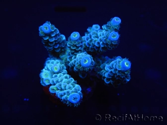 WYSIWYG Acropora millepora 15C8 Mariculture acclimaté led