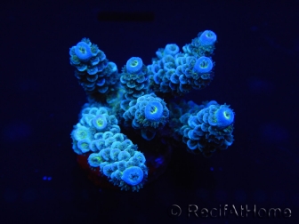 WYSIWYG Acropora millepora 15C8 Mariculture acclimaté led