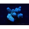 WYSIWYG Acropora millepora 15C8 Mariculture acclimaté led