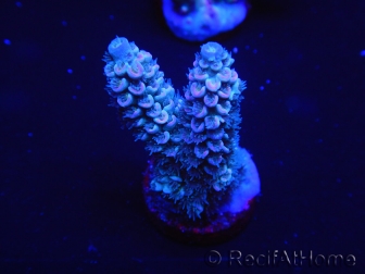 WYSIWYG Acropora 15D3 Australie acclimaté led